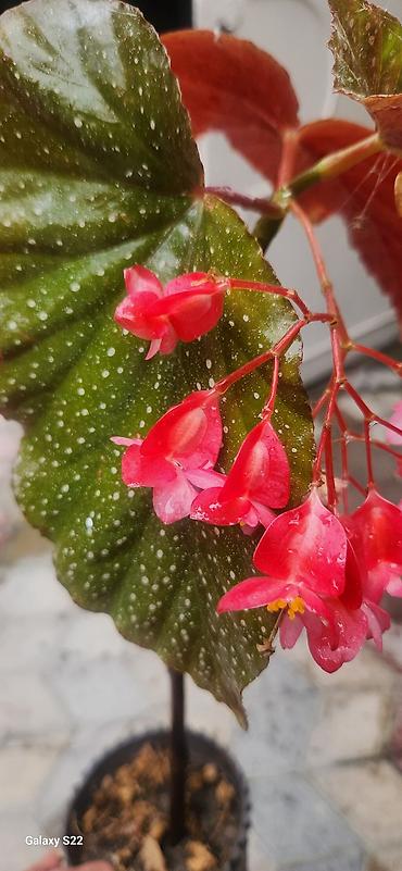 beqoniya: Angel Wing Begonia (Begonia coccinea qrupundan) – dekorativ qapı və — 1