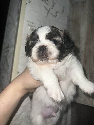 İtlər: Pekines, Dişi, Ünvandan götürmə — 9