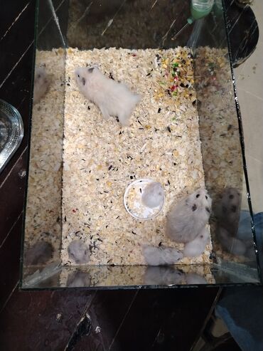 Gəmiricilər: Hamster erkək və dişi 4 balası ile birlikde satılır isdeyen nömreye