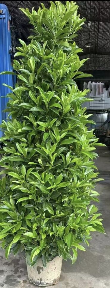 Другие комнатные растения: Пальмы,ДраценыКофейные деревья, и тд. Растения для интерьера — 9