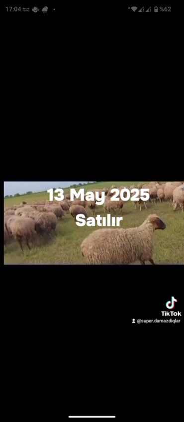 Qoyunlar, qoçlar: 13 May Qaradolaq.Sortu Satılır 500 bas Bogaz Sisekler