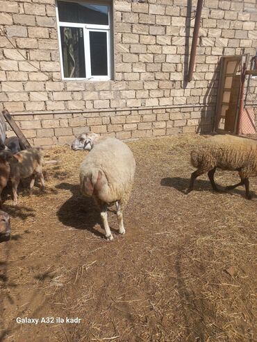 Qoyunlar, qoçlar: Fermada yetişdirilmiş, müxtəlif rənglərdə olan qoyunlar. Sağlam və — 8