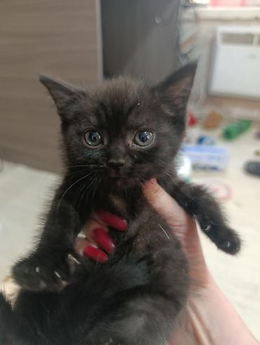Животные: Котята от домашней кошки, окрасы: чёрный и тигровый. На фото — мама — 3