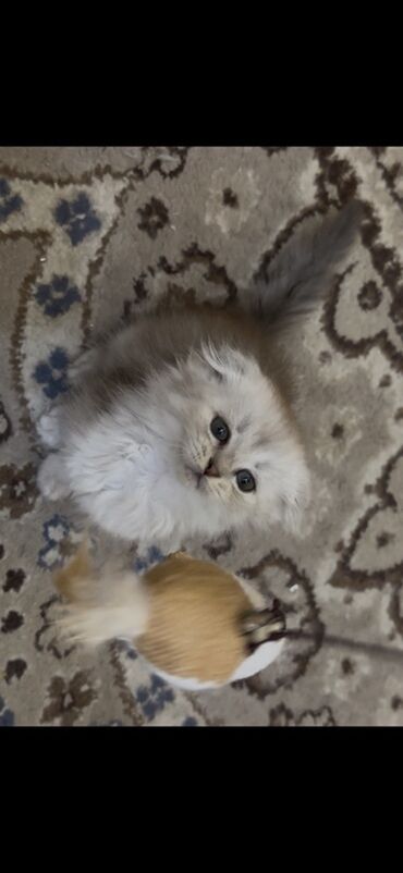 вислоухий котенок цена: Скотиш Фолд (Шотландская вислоухая), 3 месяца, Девочка, Белый