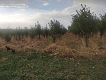 Продажа участков: 78 соток, Для строительства, Тех паспорт, Договор дарения — 3