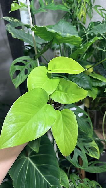 Монстеры: Монстера Тайское Созвездие 3 горшка по 1000с Посажены в хороший — 6