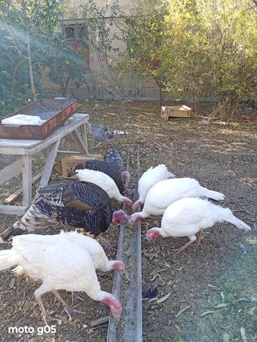 Hinduşka: Dişi, Kanada, Amerika, Damazlıq, Ünvandan götürmə — 16