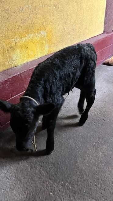 Коровы, быки: Продаю | Музоо, торпок | Для разведения | Привязанные — 4