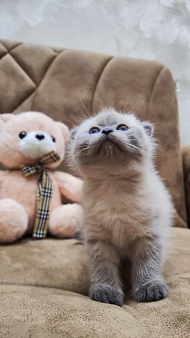 Pişiklər: Şotland — 5