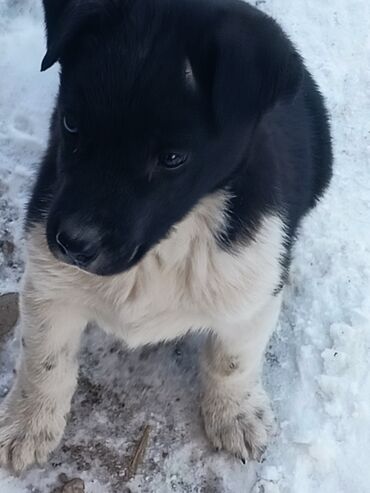 собака ягдтерьер: Собака даром: Алабай, 5 месяцев, Самец, С прививкой