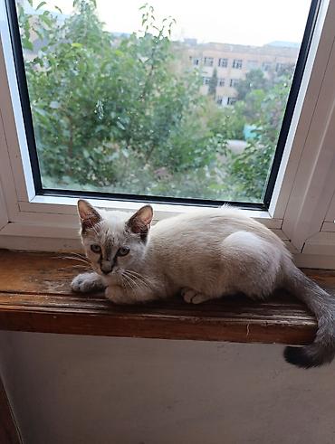 pişik satışı ucuz: Siam, Dişi, Yaxşı əllərə, Ünvandan götürmə — 5