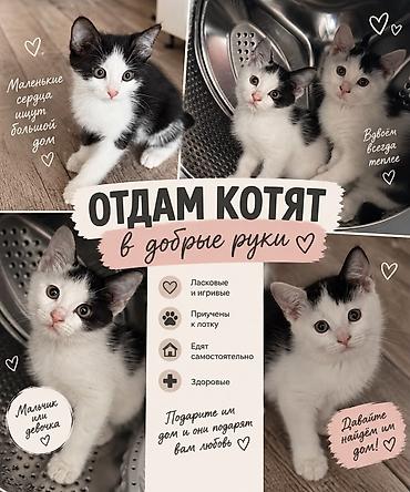 Отдам котят в добрые руки. Очаровательные чёрно-белые малыши ищут