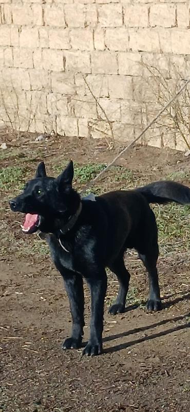 İtlər: Alman çoban iti, 11 ay, Erkek, Peyvəndli — 2