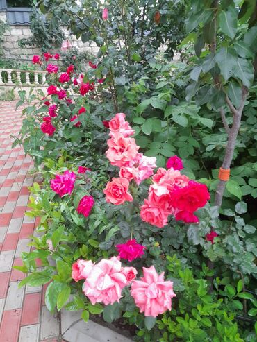 Bağ evlərinin kirayəsi: 300 kv. m, 8 otaq, Hovuzsuz, Kanalizasiya, Su, Qaz — 6