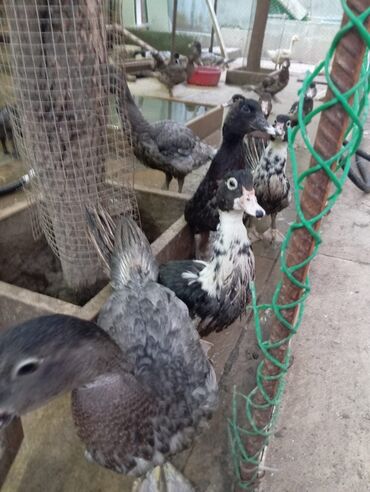 Digər quşlar: Misk ördəkləri – müxtəlif rəng və naxışlarda cavan balalar - Növ — 9