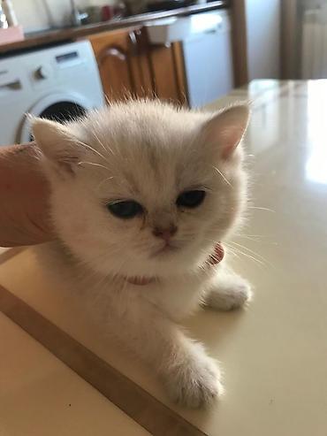 Pişiklər: Şotland — 6