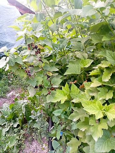 Другие услуги: Продаётся саженцы 2-3 летки чёрной смородины Титания, красной — 7