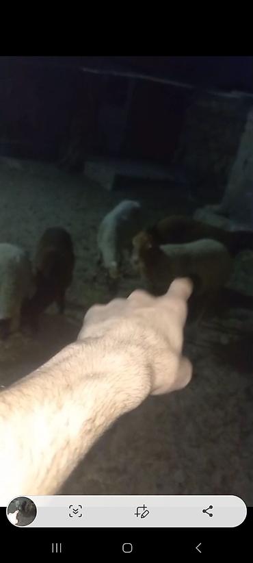Keçilər, çəpişlər: 2 çi Qarına Dişi Əkiz Bala ilə 1 isə 3 qarına Bağazdı doğacağ Noyabira — 2