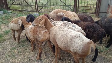 овцы дорпер в кыргызстане: Продаю |