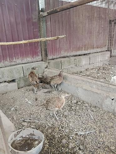 Продаю подростков охотничьего фазана at lalafo.kg Продаю подростков охотничьего фазана