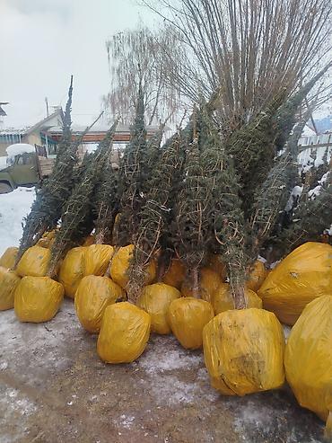 Декоративные деревья: Саженцы деревьев: Ели — 10