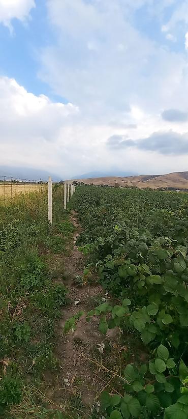 Малина: Малина — 6