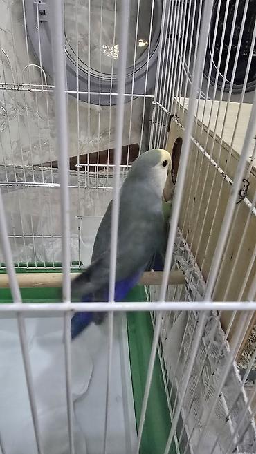 su quşu adları: Nrazlucnik erkey disidi bir balasi var yeke kletkadadi kletkanin ozun — 5