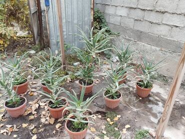 кастрюли большие: ТОЛЬКО ЗВОНКИ НА СООБЩЕНИЯ НЕ ОТВЕЧАЮ Алое вера 9 больших и 8