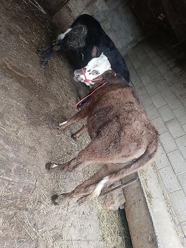 Коровы, быки: Продаю | Тёлка | Симментальская | На забой, Для разведения, Для молока | Племенные, Не стельные, Искусственник — 22