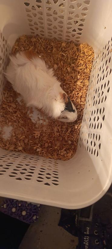 kirpi ne yeyir: Dəniz donuzucuğu (guinea pig) sağlam erkək marskaya svinka - Növ — 6