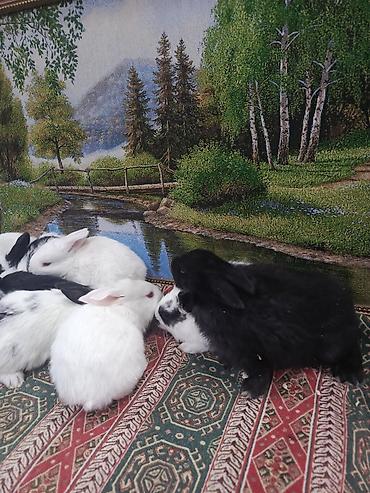 Dovşanlar: Dovşan yemi 2-azn Bala Dovşanlar 5azn. Apilka (Yonqar 1.50azn) — 7