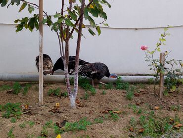 Cücələr: Hinduşka cücələri, Damazlıq — 29