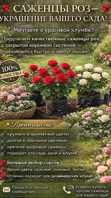 Роза: Саженцы — 38