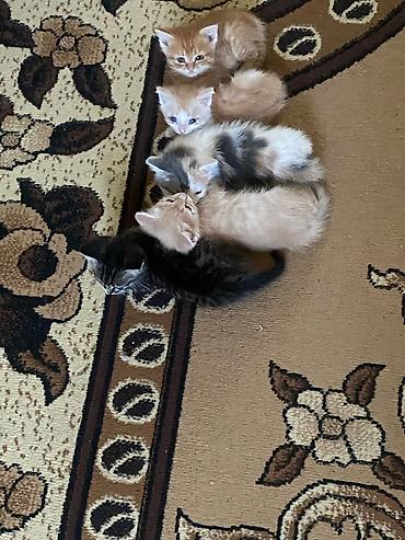 Отдам котят в добрые руки! at lalafo.kg Отдам котят в добрые руки!