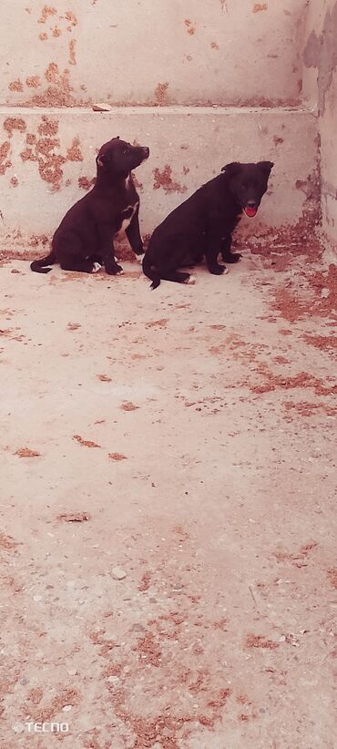 xaski it sekilleri: Qurdbasar, 2 ay, Erkek, Peyvəndli, Ünvandan götürmə