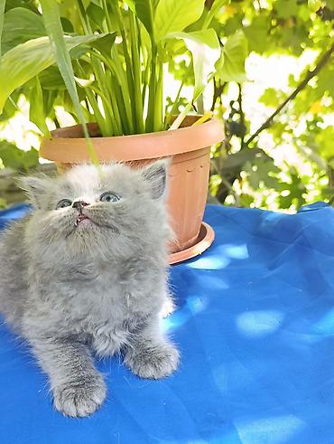 Мышыктар: Британские котята голубого окраса - Порода: шотландская (видно — 5