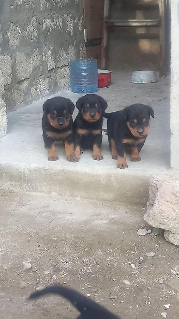 İtlər: Rotveyler, 2 ay, Erkək, Peyvəndli, Ünvandan götürmə -da lalafo.az — 15 İtlər: Rotveyler, 2 ay, Erkək, Peyvəndli, Ünvandan götürmə — 15