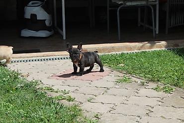 Psi: Francuski Buldog štenci Odgajivačnica UŠTICA ima u ponudi štence rase na lalafo.rs — 12 Psi: Francuski Buldog štenci Odgajivačnica UŠTICA ima u ponudi štence rase — 12