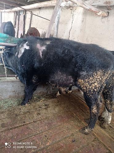 Коровы, быки: Продаю | Бык (самец) | Полукровка | На откорм | Племенные at lalafo.kg — 7 Коровы, быки: Продаю | Бык (самец) | Полукровка | На откорм | Племенные — 7