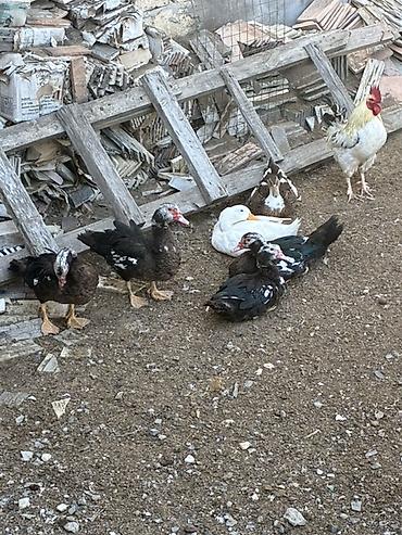 hind qusu satisi: Ördəklər və qazlar – qarışıq sürü - Növlər: ağ Pekin ördəyi — 2