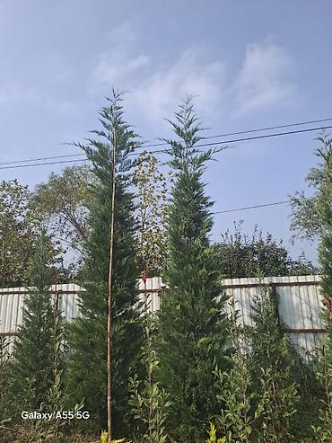 profil allah sekilleri: Hündür ətli leyland sipresi (Leyland cypress) fidanları - Hündürlük — 2