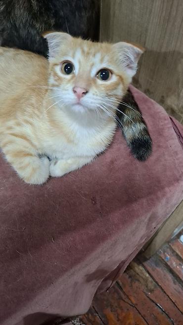 Продажа кошек: Котята от домашней кошки - Помёт из двух котят: один кремово-бежевый — 5
