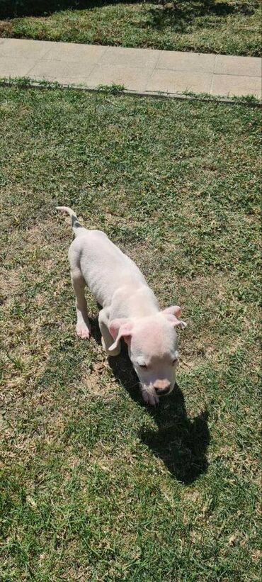 Psi: Na prodaju 9 prelepih štenaca DOGO ARGENTINO, 1 ima flekicu na oku i — 2