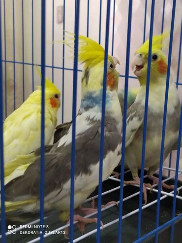 Tutuquşları: SALAM ENDİRİMLƏRƏ DAVAM. 💥🔥.HAZIR DANIŞAN QUŞLAR SATILIR!!!!!! Yaş — 3
