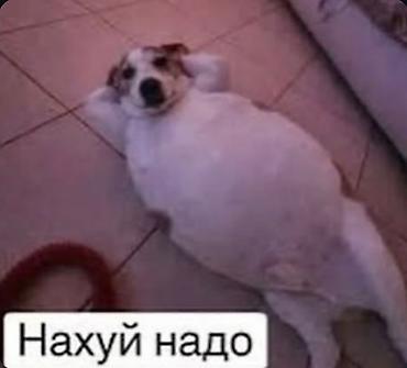Нужно работа, Парень 18 лет, Бишкек, С ЕЖЕДНЕВНОЙ ОПЛАТОЙ минимум at lalafo.kg Нужно работа, Парень 18 лет, Бишкек, С ЕЖЕДНЕВНОЙ ОПЛАТОЙ минимум
