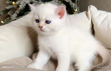 Xaltalar, qayışlar və tasmalar: 3 dişi öz pişiyimin balasıdır makler deiləm — 17