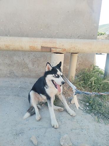 it gəncə: Xaski, 5 ay, Dişi, Ünvandan götürmə — 2