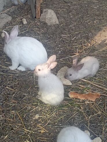şirin dovşan şəkilləri: Zirə qəsəbəsində dovşanlar satılır 1 aylıqdan 3.,4 aylıqa qeder hamsı