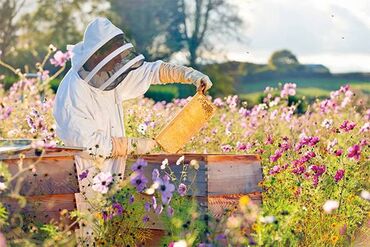ari satilir: Arı ailəsi satılır.Bakfast Karnika Qafqaz cinsi arılardır. Ana arıları
