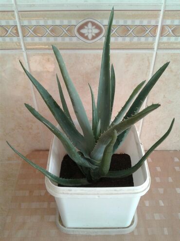 aloe vera: Aloye Vera Kosmetik En Faydali En Qozel Vasite . Balaca . Orta